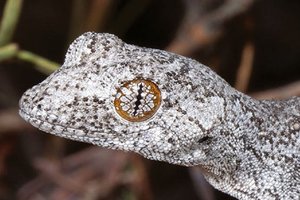 В Австралии обнаружили новый вид геккона с психоделическими глазами
