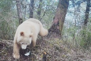 В Китае на видео попала единственная в мире белая панда