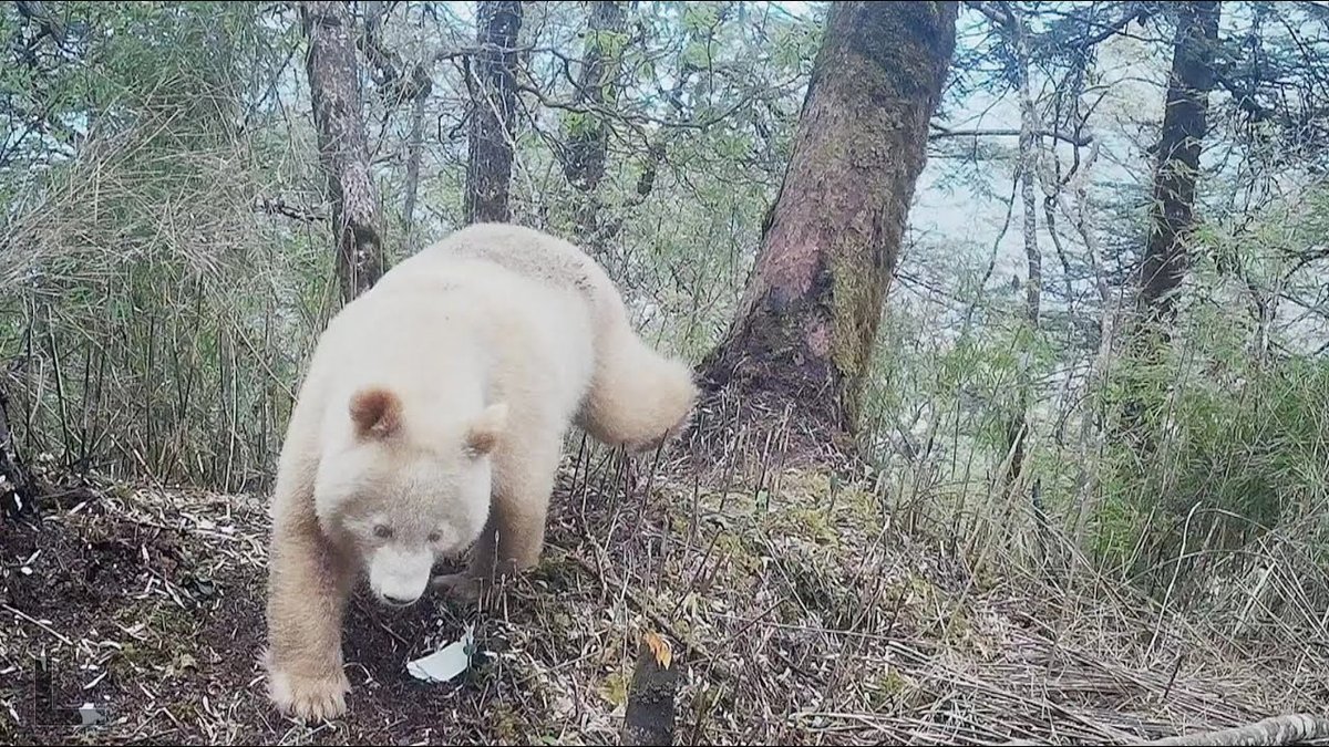 В Китае на видео попала единственная в мире белая панда