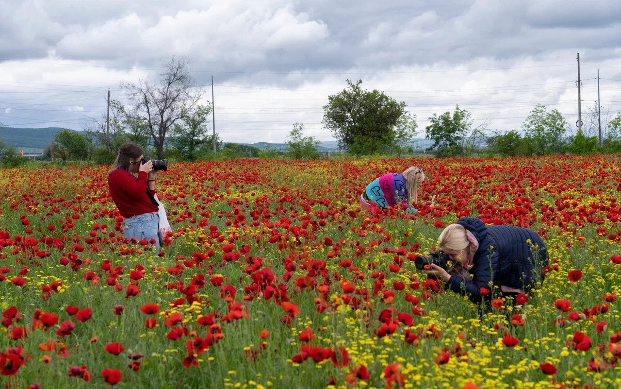 Маковые поля в Алатау Казахстана фотографии