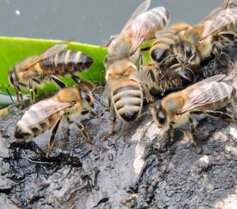 Пчёлы у воды