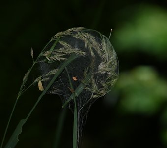 Щар паутины