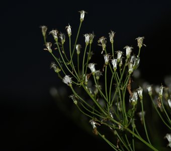 Стремление к звездам