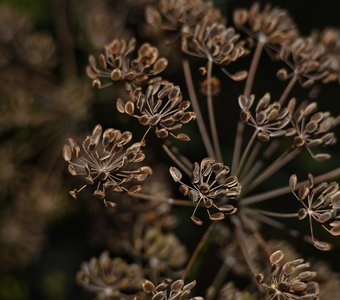 Соцветие укропа