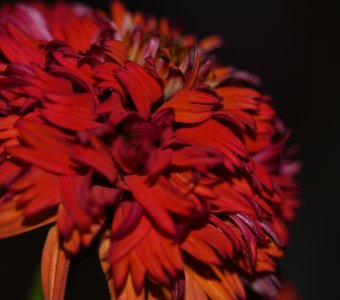 Подушка из красных лепестков