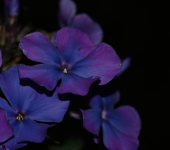 Редкая синева