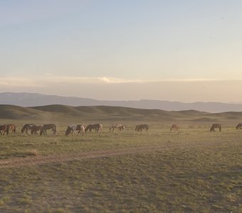 Гдето в Монголии