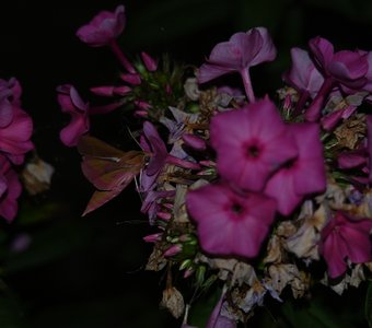 Единственный на ночном пиру