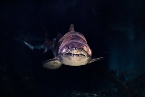 Главный миф о нападениях акул, в который верят слишком многие