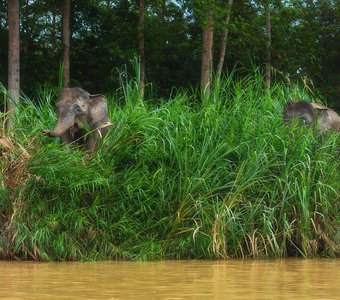 Братство дождевых лесов Борнео