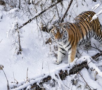 Аль ты князь?