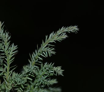 Можжевельник