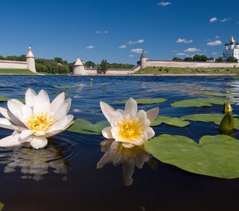 Белые кораблики.