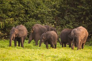 Мьянма подарит Калужской области шесть слонов