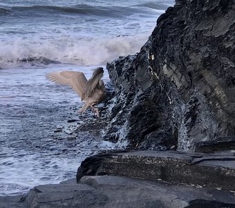 Море, скалы и чайка