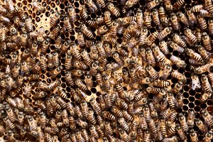 Мужчина в Аризоне выжил после 250 укусов пчел-убийц