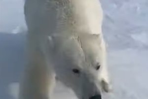 Белый медведь напал на пассажира снегохода в Якутии
