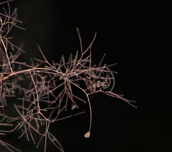 Удивительная маскировка