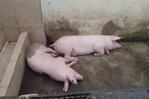 В тюрьме строгого режима у заключенных нашли двух свиней и 12 боевых петухов