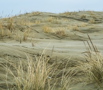 В Балтийских песках