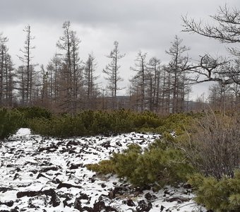 голец Саранакан