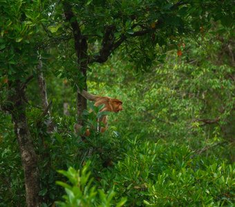 Носатые рыжики острова Борнео