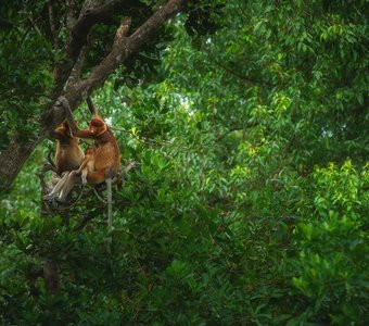Носатые рыжики острова Борнео