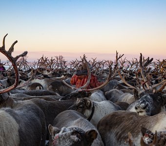 В рассветном море оленей