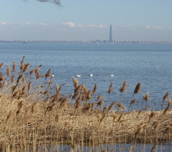 Весна. Лебеди в парке Александрия