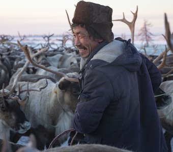 Оленевод продолжает традиции своей семьи