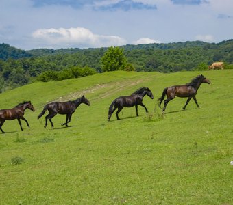 Во власти свободы