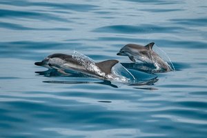 Биологи выяснили, что дельфины «сюсюкают» с детенышами