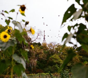 Вид на МГУ с территории Ботанического сада на Ленинских горах. Москва