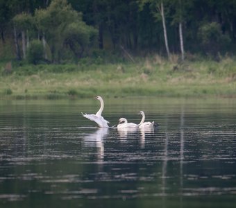 Белая грация