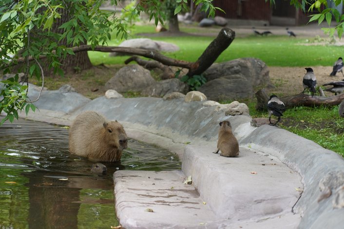 Фото: Московский зоопарк
