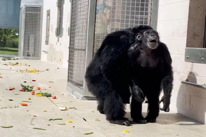 Шимпанзе 28 лет прожила в неволе и впервые увидела небо: видео