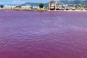Река в Японии стала кроваво-красной. Местная пивоварня взяла вину на себя