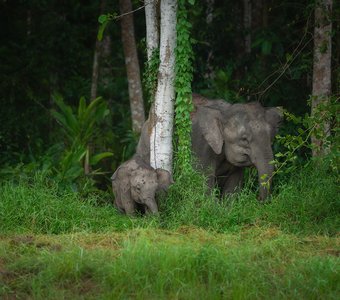 В лесах острова Борнео