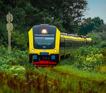 Желтая железнодорожная гусеница в густых Коломенских лесах