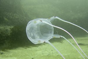 Мальчик выжил после укуса ядовитой медузы благодаря обычному уксусу