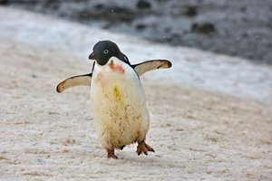 Как далеко пингвины могут стрелять пометом? Физики узнали, чтобы нам не пришлось