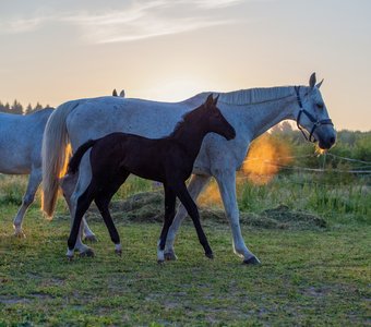 Молодое утро с мамой.