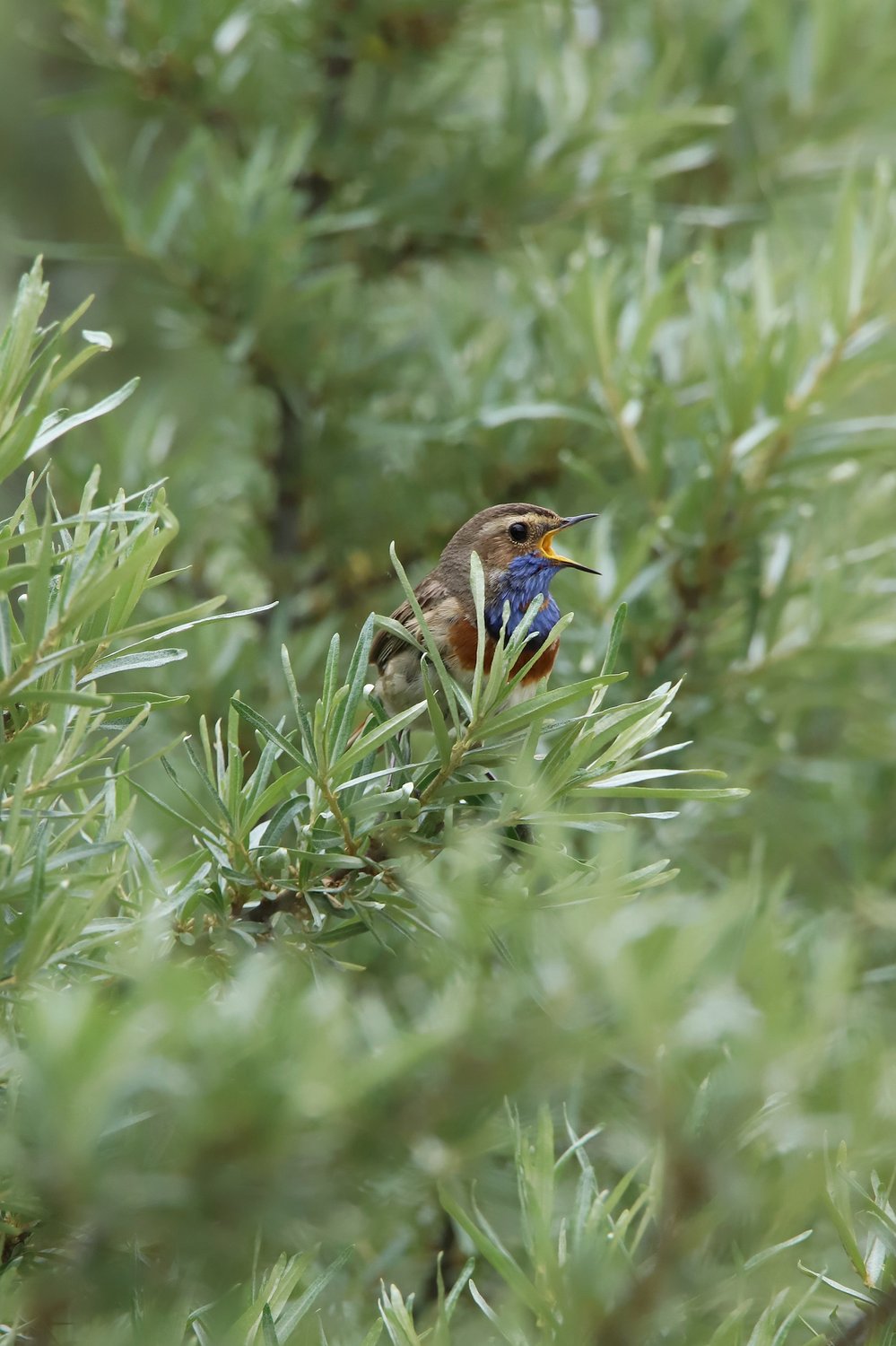Ода облепихе