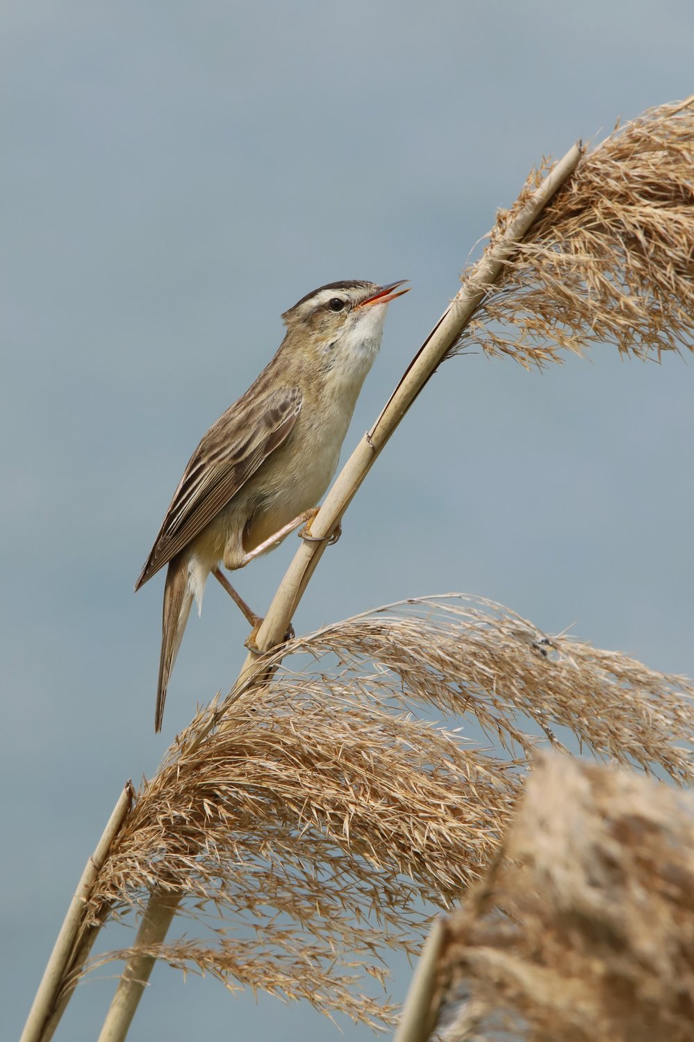 Держи меня, тростиночка, держи