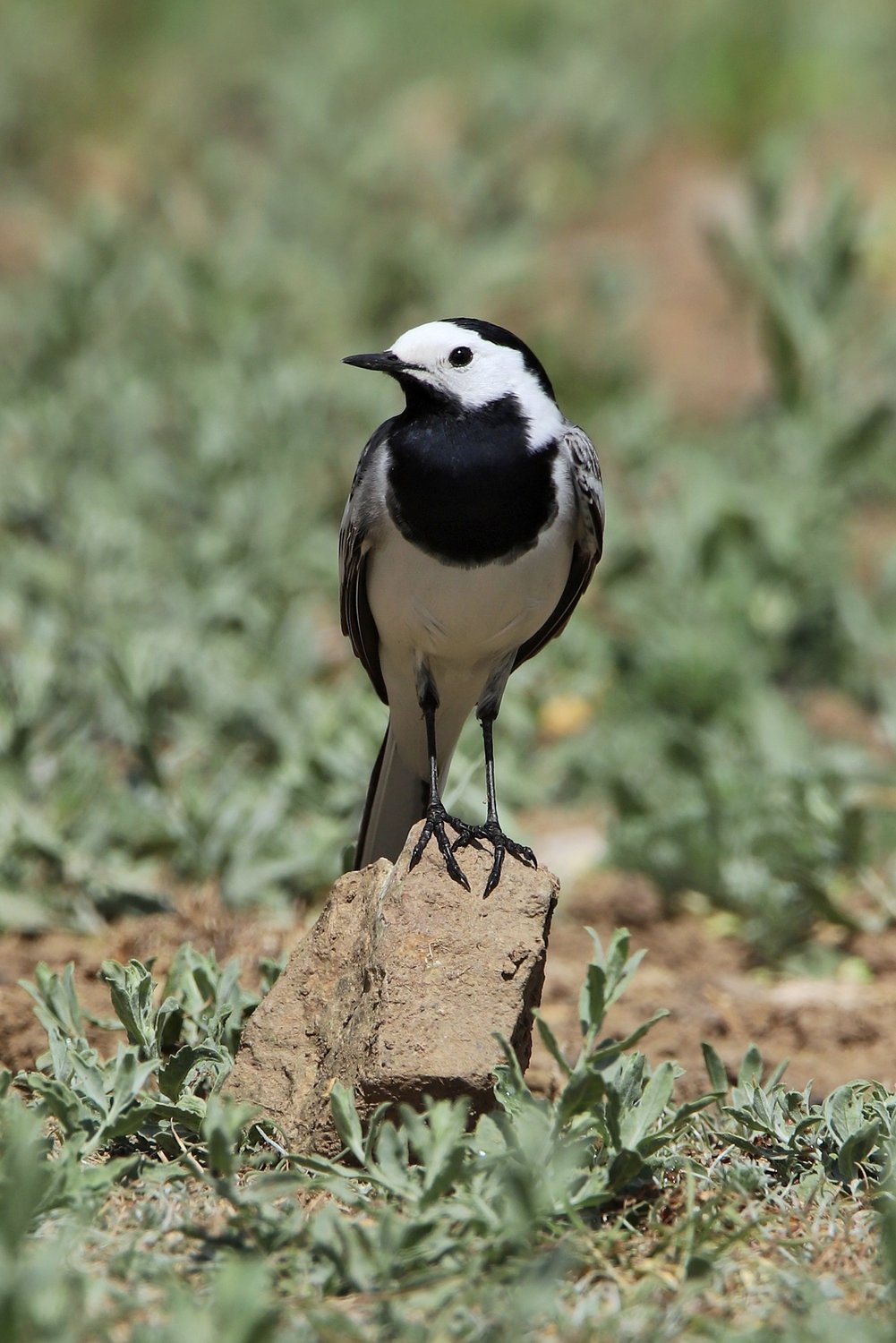 Конферансье