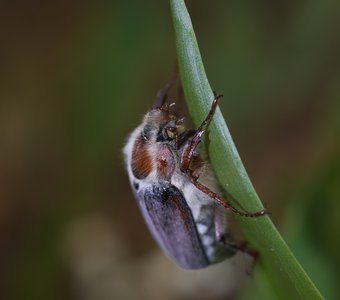Хрущ майский восточный