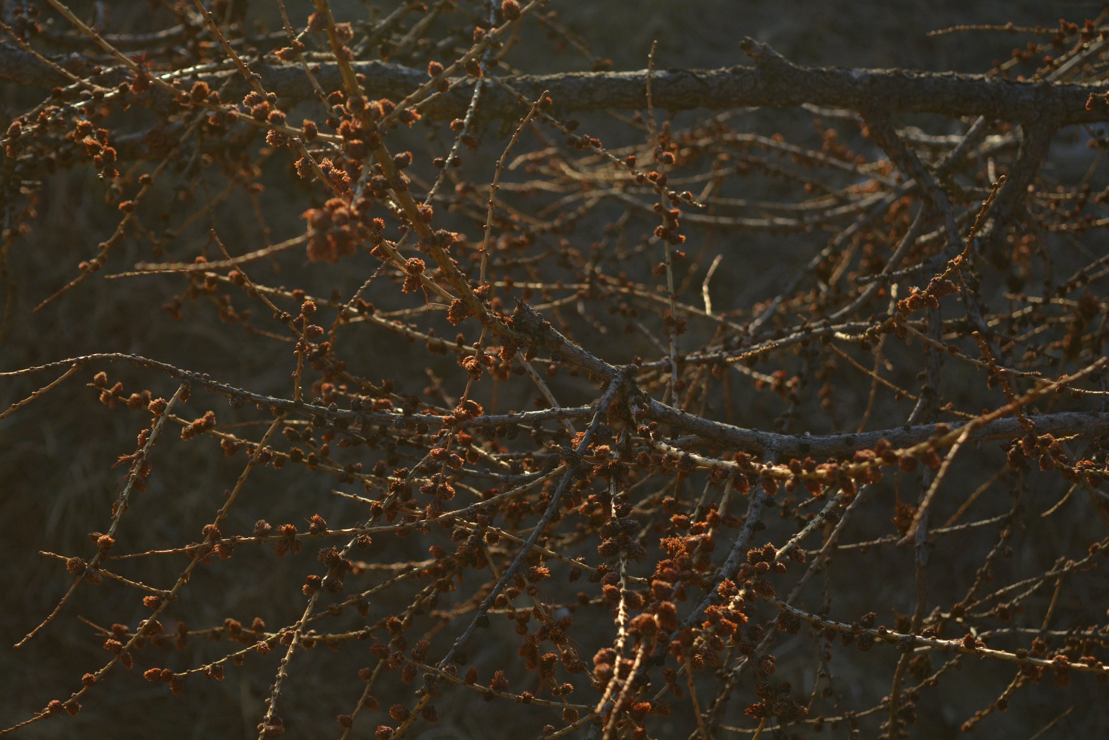 Байкальская лиственница