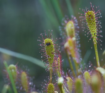 Росянка английская