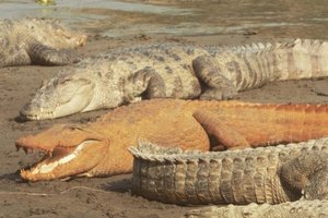 Крокодилы в Непале внезапно стали оранжевыми