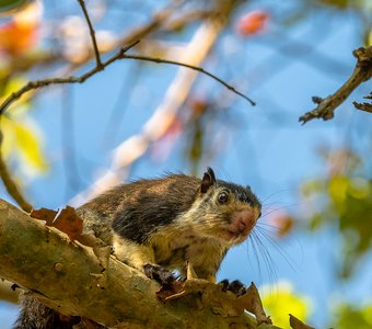 Grizzled giant squirrel